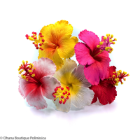 Flores Foam Hawaii | Hibiscos Colores